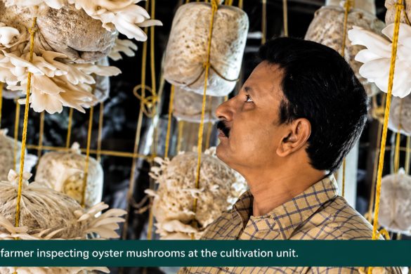 Pleurotus Saffius: Summer Oyster Mushroom Cultivation for Farmers