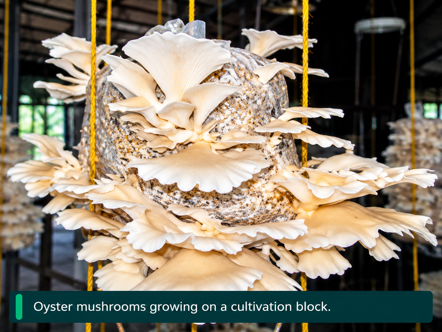 Summer Oyster Mushroom Offers Profitable Opportunity for Small Farmers