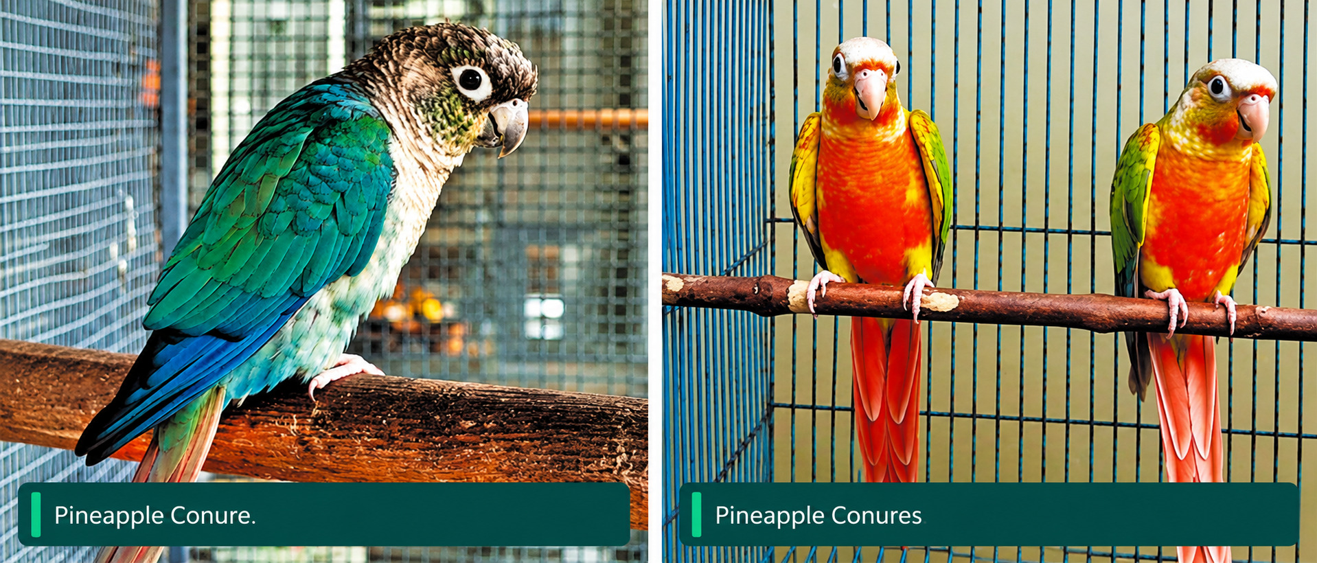 Sun Conure Parrot Care for Pet Owners