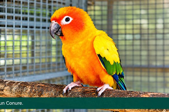 Sun Conure Care Guide: How One Breeder Keeps 40 Pairs Healthy and Tame