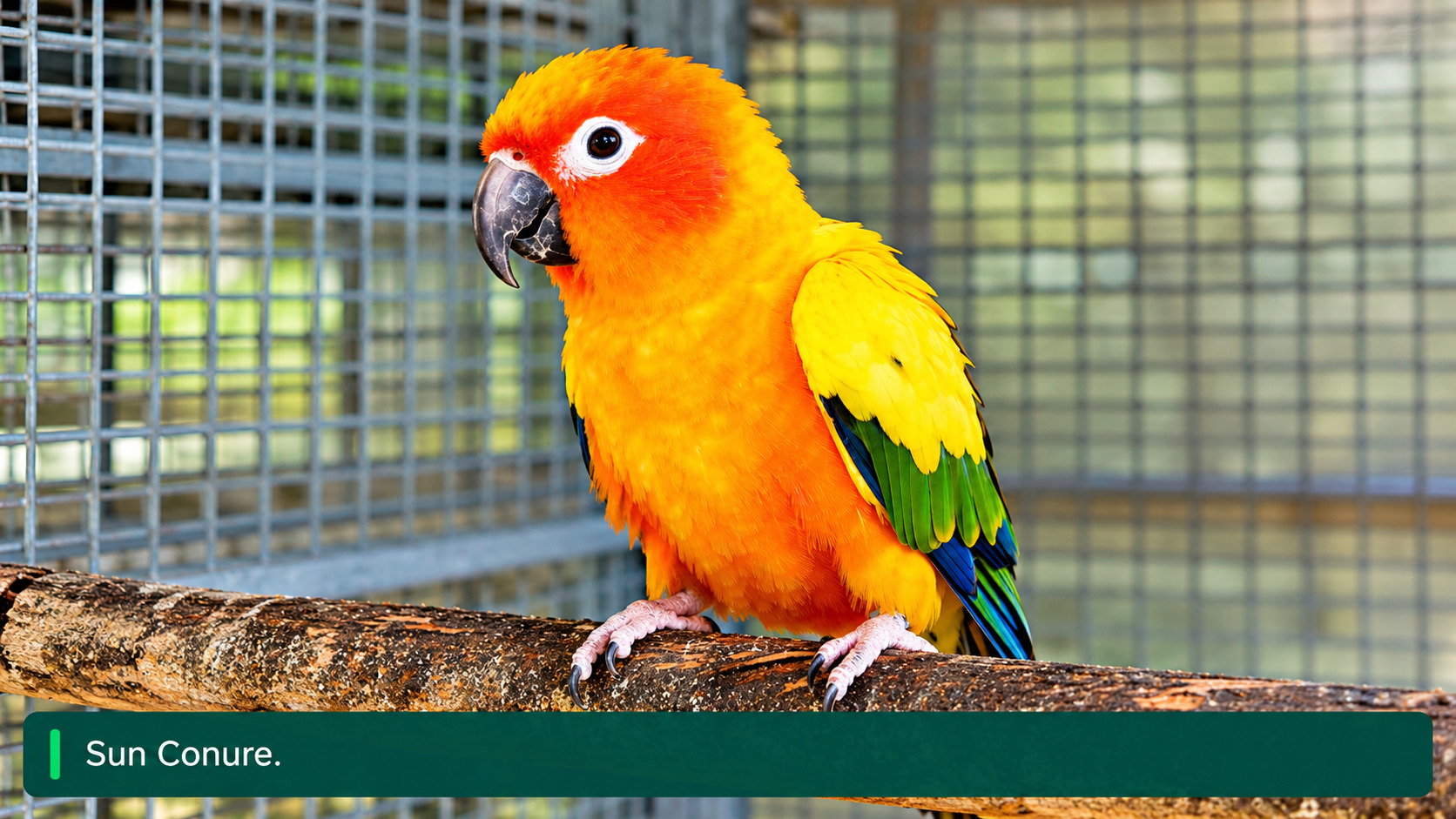 Sun Conure Pet Care Tips for Bird Lovers