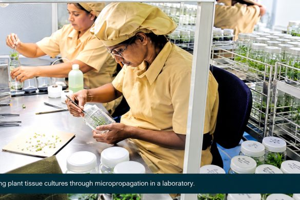 Tissue Culture Farming in Kerala: Sapling Quality Checks and Problems