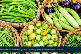 Vegetable Garden Prep Before the Rains: Mildew Spray, Beds and Traps