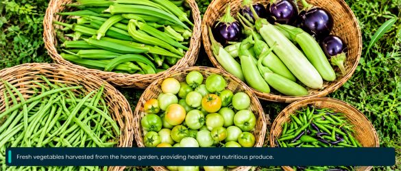 Vegetable Garden Prep Before the Rains: Mildew Spray, Beds and Traps