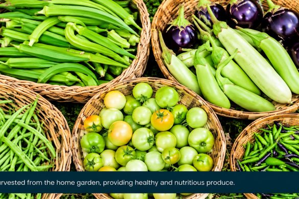 Vegetable Garden Prep Before the Rains: Mildew Spray, Beds and Traps