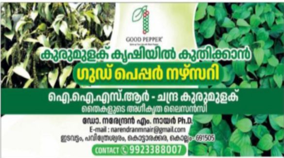 Good Pepper Nursery – Black Pepper Saplings | Kottarakkara, Kollam