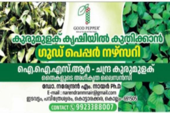 Good Pepper Nursery – Black Pepper Saplings | Kottarakkara, Kollam