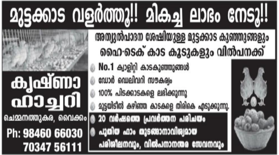 High-quality egg-laying chicks and poultry cages available at Krishna Hatchery Vaikom Kerala