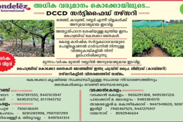 Mondelez Cocoa Saplings Kerala | DCCD Certified Hybrid Cocoa Nursery
