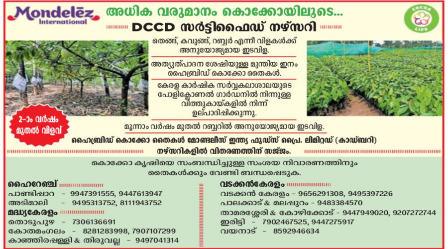 Mondelez International DCCD certified hybrid cocoa saplings available at Kerala nurseries for intercropping with coconut, arecanut, and rubber